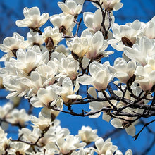 Yulan Magnolia Flower Tree Seeds for a lasting addition to the landscape