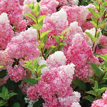 Hydrangea Hydrangea Seeds for climbing cover in the Flower Home Gardens