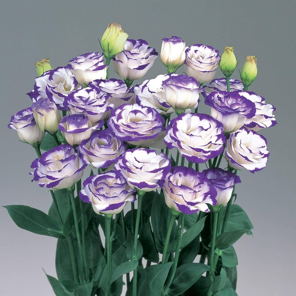 Eustoma Lisianthus russellianus rare flower seeds for planting in backyard gardens - for planting in home garden