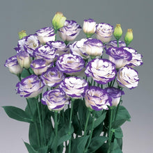 Eustoma Lisianthus russellianus rare flower seeds for planting in backyard gardens - for planting in home garden