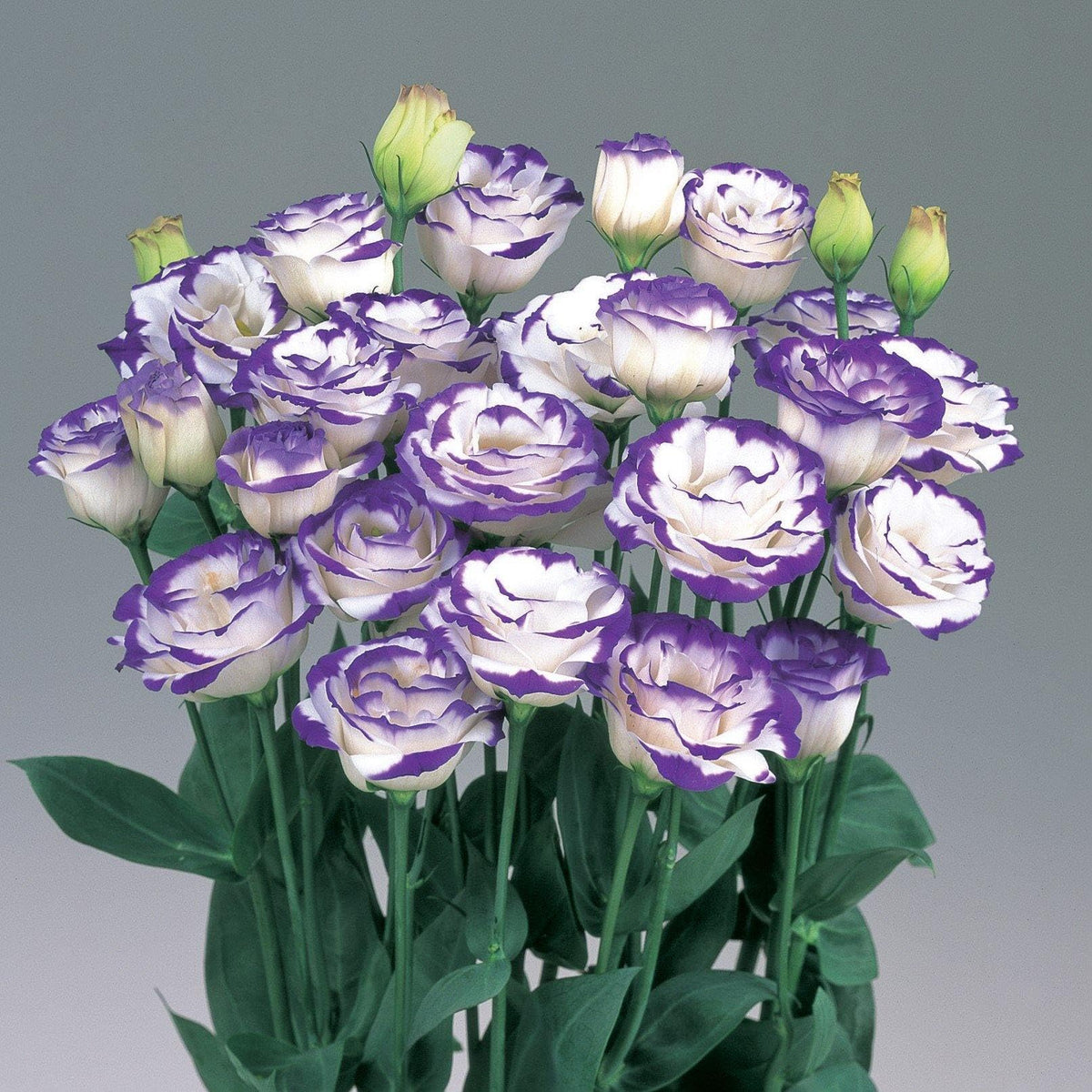 Eustoma Lisianthus russellianus flower seeds for home garden and balcony planting - for planting in home garden