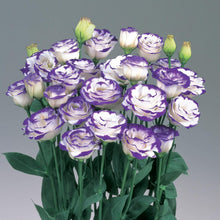 Lisianthus Eustoma Grandiflorum Lila and White Seeds for seasonal color across the Floral Garden Displays