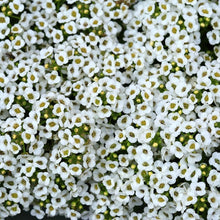 Alyssum Aphrodite Series White Annual Seeds for colorful blooms in the Flower Bed