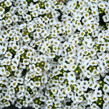 Alyssum Seeds (Lobularia maritima) for a lasting display in the Hanging Pots