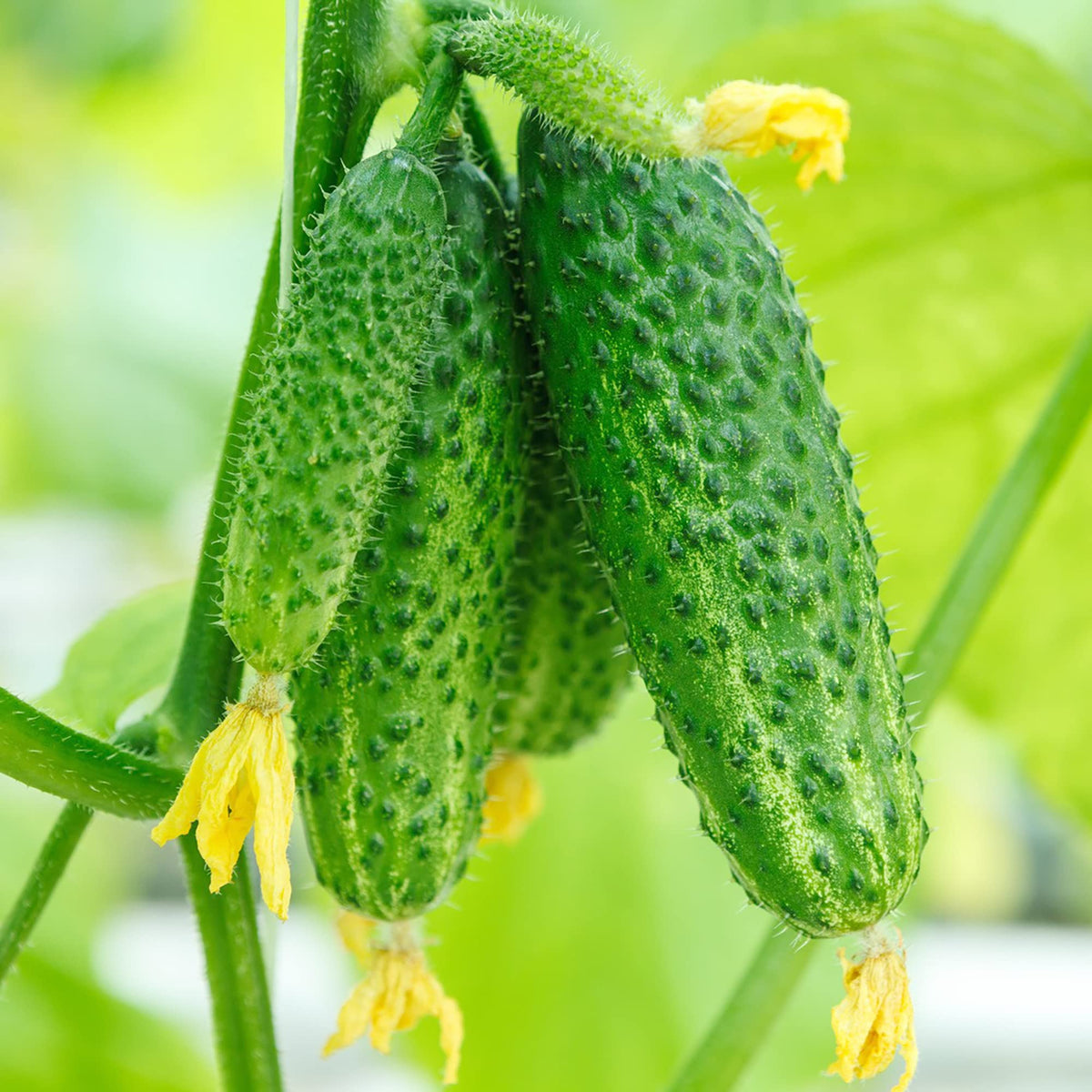 Japanese Long cucumber non-GMO seeds for garden