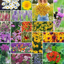 Wildflower assorted native species seeds for planting in pollinator-friendly home garden areas - for planting in home garden