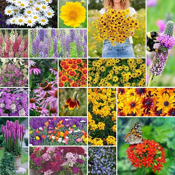 Wildflower assorted native species seeds for planting in pollinator-friendly home garden areas - for planting in home garden