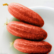 Cucumber Seeds (Cucumis sativus) for productive rows in the Red Variety in Kitchen Garden