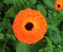 Calendula Seeds for a bright addition to the home garden flower bed