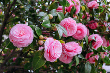 Japanese Camelia Japonica Seeds for growers seeking a long-blooming display