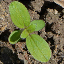 Dwarf Sunflower Seeds (Helianthus annuus) for colorful blooms in the Flower Bed