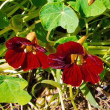 Black Velvet Nasturtium Seeds (Tropaeolum majus) for a bright addition to the kitchen garden borders