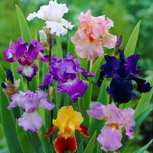 Iris Iris Germanica Two-Color Heirloom Perennial Bonsai Seeds for a lasting addition to the Garden Bonsai Display