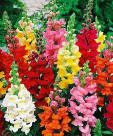 Annual Mix Snapdragon Antirrhinum Majus Perennial Seeds for growers seeking a long-blooming display