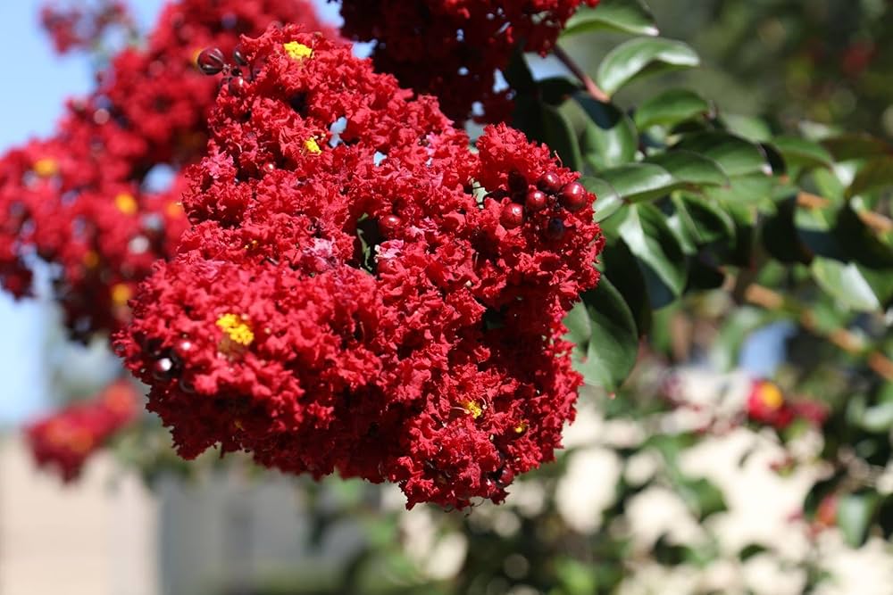 Crape Myrtle Lagerstroemia Indica flower seeds for planting in home garden landscapes and outdoor pots - for planting in home garden