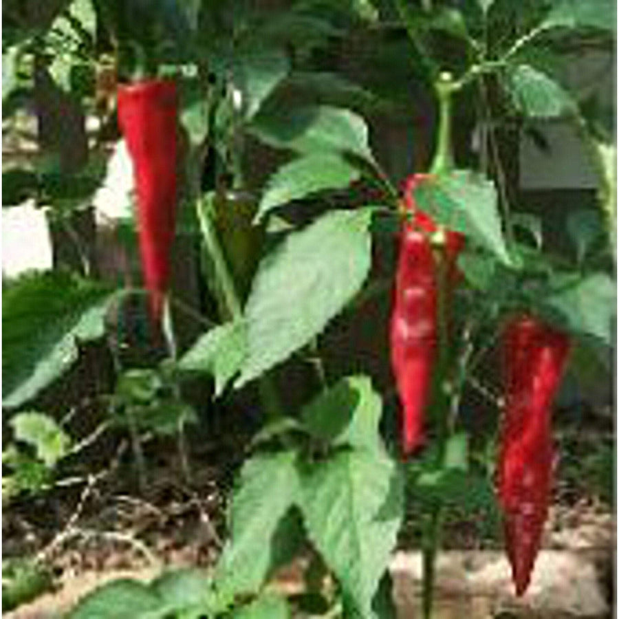 Guajillo (pepper Capsicum annuum heirloom) for planting in garden