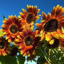 Autumn Beauty Sunflower Seeds for reliable seasonal color