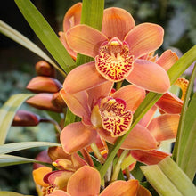 Cymbidium Orchid Seeds for long-term planting in the yard