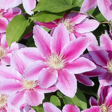 Clematis Nelly Moser Seeds (Clematis spp.) for colorful blooms in the Flower Bed & Garden