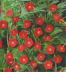Cardinal Climber Seeds for training up trellises and fences