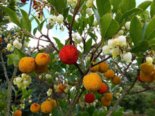 Strawberry Tree Seeds (Arbutus unedo) for a homegrown harvest from the home garden and edible landscapes