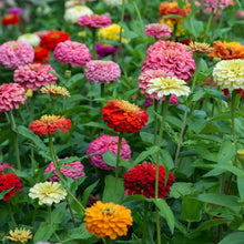 New Four-Leaf Clover Seeds, Garden Plants, Bonsai Seeds, Variety, Intermediate, Perennial Flower Seeds, Evergreen Leaves  Ornamental Garden Plant Premium Quality Seeds