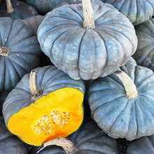 Pumpkin Seeds for home growers seeking a reliable harvest