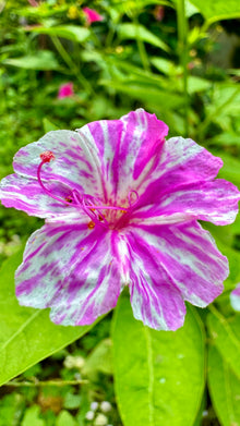 Four O'Clock Seeds (Mirabilis jalapa) for growers filling out the Flower Bed & Urban Garden