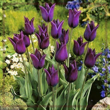 Light Yellow Tulip (Tulipa spp.) for perennial flower garden planting
