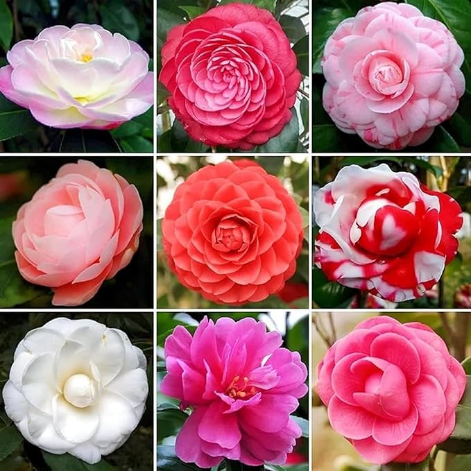 Rainbow Camellia Flower Bed Seeds
