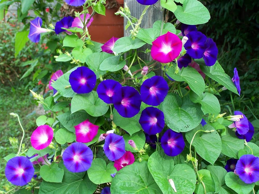 Italian Morning Glory Big Flower Seeds