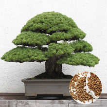 Japanese Fir Momi Tree Seeds known for bonsai