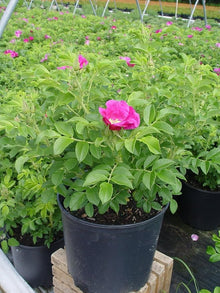 Rosa Rugosa Pink Rose Seeds for a colorful addition to any planting