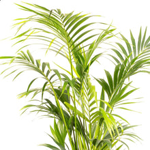 Kentia Palm Seeds (Howea forsteriana) for long-term planting in the indoor gardens and tropical landscapes