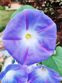 Hanging Petunia Seeds known for hanging Baskets