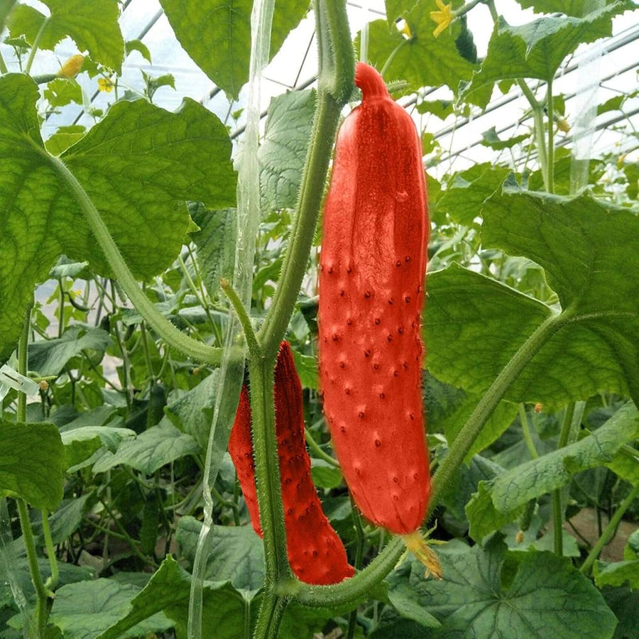 Cucumber – Cucumis sativus – for planting in red vegetable garden