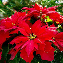 Poinsettia Euphorbia Pulcherrima Seeds for growers filling out the Indoor Holiday Gardens