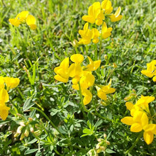 Trefoil Lotus Corniculatus Bird's Foot Seeds for a bright addition to the Native Gardens