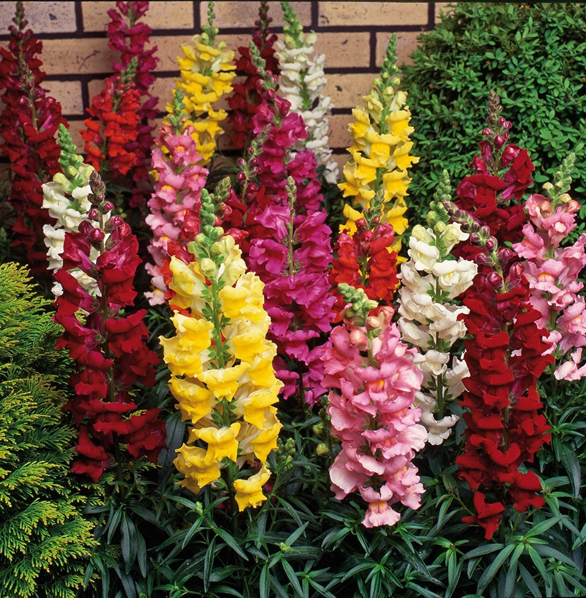 Snapdragon Antirrhinum Majus flower seeds for planting in backyard gardening and home flower beds - for planting in home garden