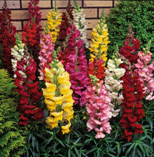 Snapdragon Antirrhinum Majus flower seeds for planting in backyard gardening and home flower beds - for planting in home garden