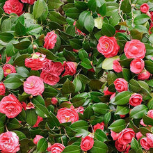 Camellia Seeds for a bright addition to the home garden flower bed