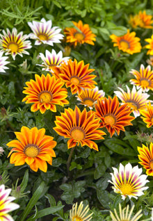 Gazania Seeds (Gazania splendens) for growers filling out the kitchen gardens and containers
