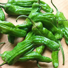 Shishito Pepper Seeds (Capsicum annuum) for productive rows in the vegetable patch urban garden