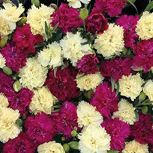 Fizz (Bananaberry Carnation Seeds – Unusual Color Combo with Classic Carnation Form) for planting in garden