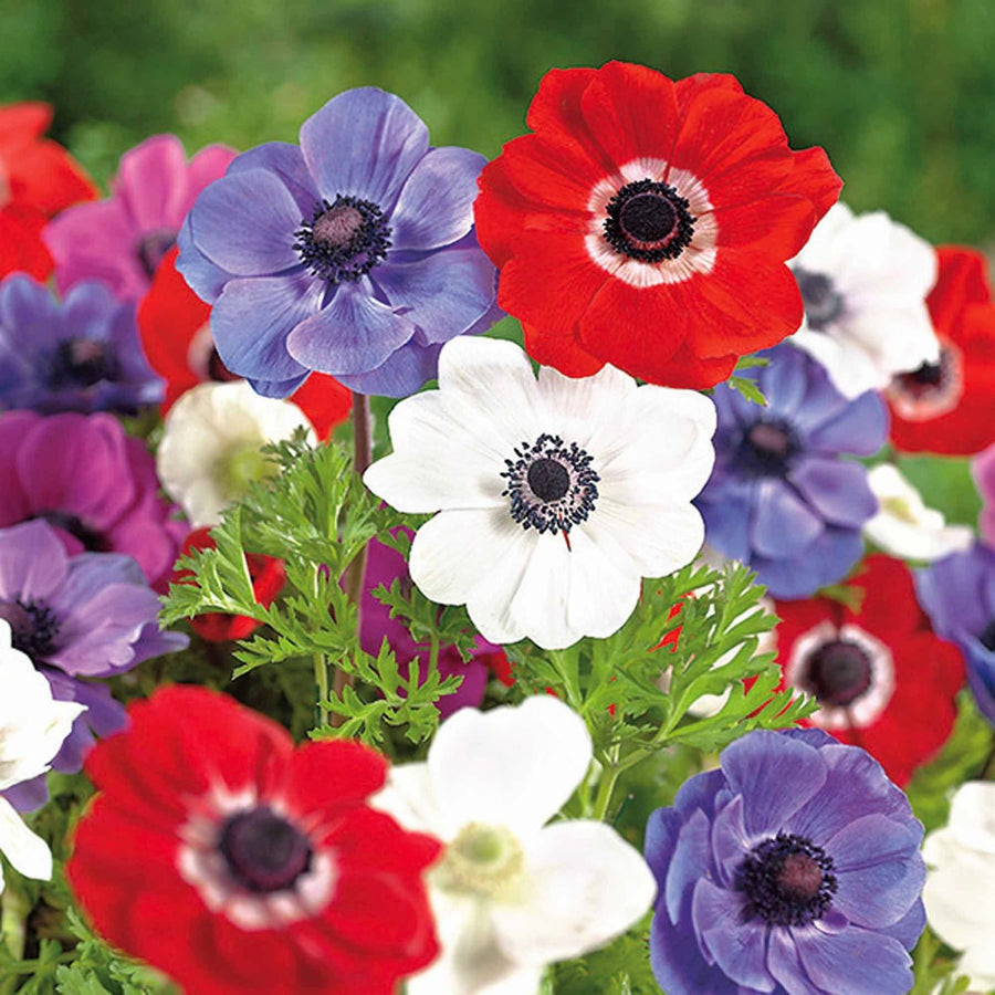 Anemone Anemone Coronaria Decaen Mix Flower Seeds for Planting – Perfect for Seasonal Color in Flower Beds and Pots