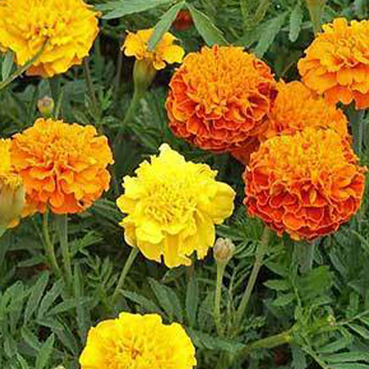 Petite Mix French Marigold Colorful Flower - for planting in home garden