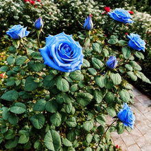 Black Rose Seeds for long-term planting in the yard