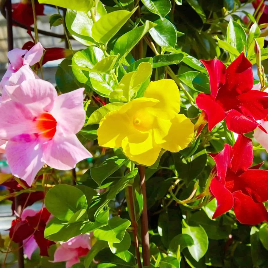 Rare Seeds Of Dipladenia Sanderi Living Climbing Plant Mandevilla Sanderi Outdoor Ornament Bonsa Garden Plant age Of  Ornamental Garden Plant Premium Quality Seeds