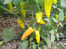 Hungarian Yellow Wax Pepper Seeds prized among growers for 2017
