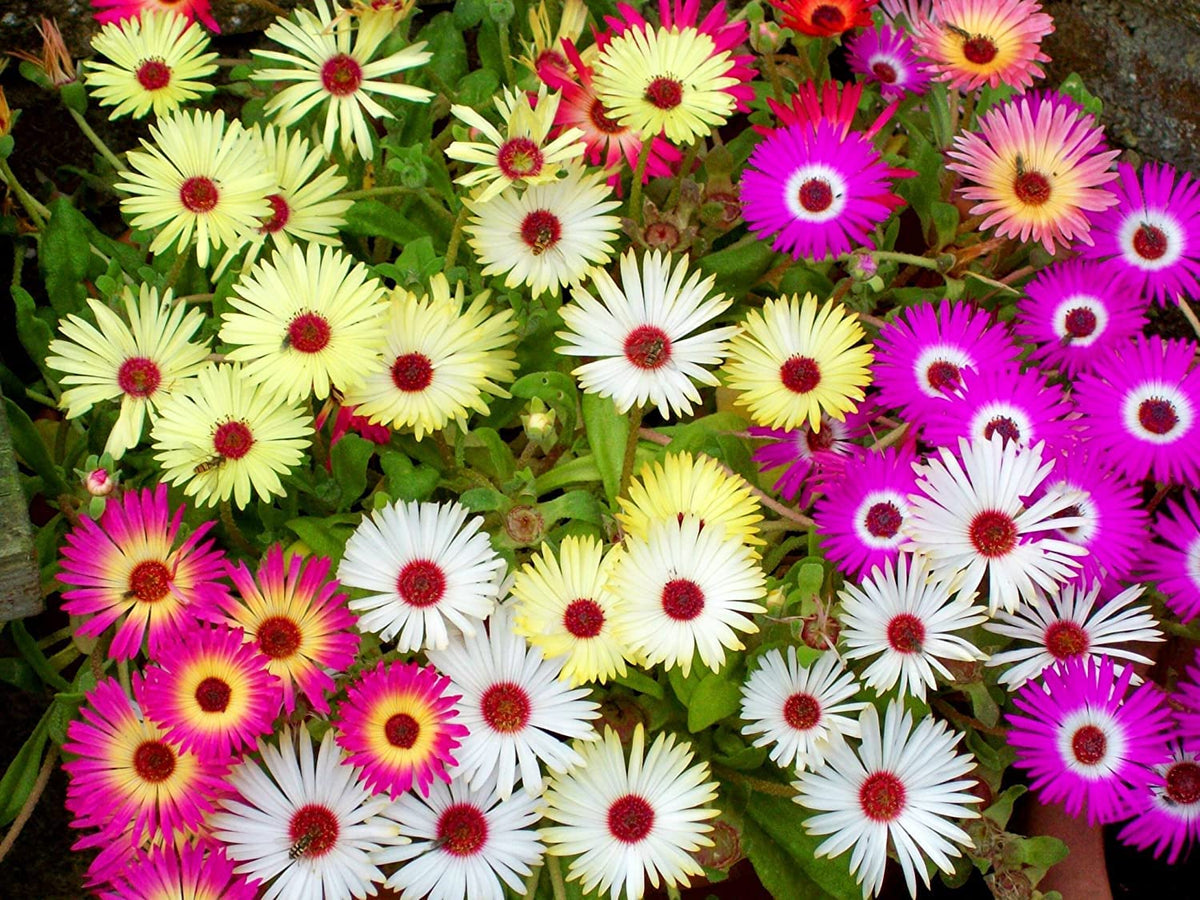 Mix Ice Plant Daisy Rock Garden Plant - for planting in home garden